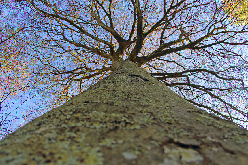 向上看大树视图树干环境木头天空蓝色生长公园森林阳光生态图片
