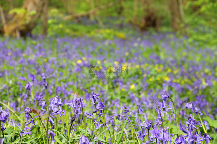 春林中的蓝铃花风景蓝色风铃地毯阔叶农村林地树木绿色野花图片