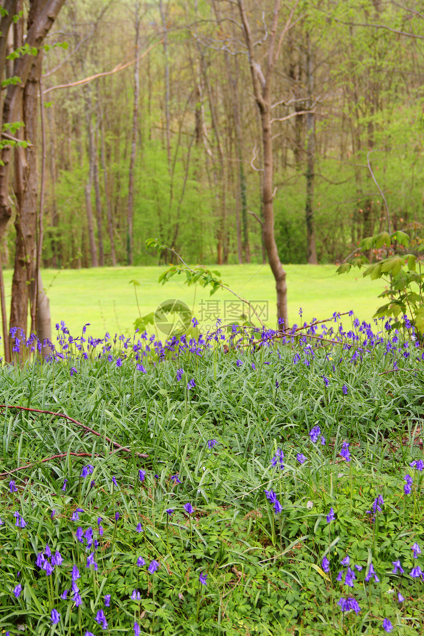 春林中的蓝铃花荒野风景风铃蓝色树木乡村农村木头野花地毯图片