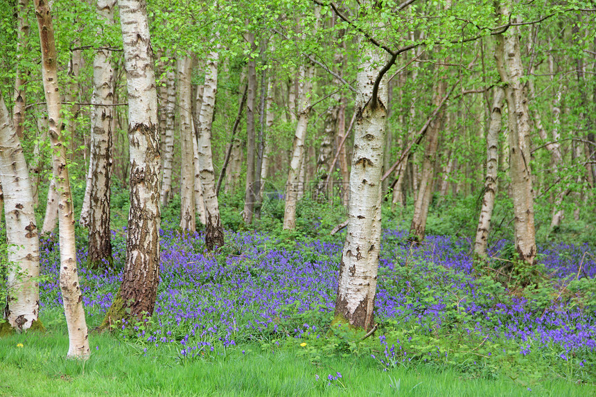 春林中的蓝铃花树木风铃木头阔叶荒野农村地毯野花林地蓝色图片