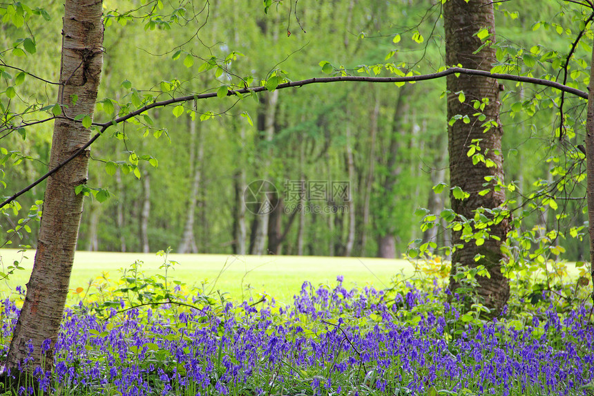 春林中的蓝铃花风铃地毯农村绿色林地风景树木荒野野花木头图片