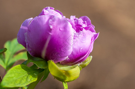 新的粉红新面孔植被植物学紫色花园玫瑰繁荣牡丹花瓣生长植物群背景图片