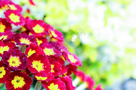 樱草尾美丽的红樱草花的特写紫色花园花束叶子花瓣花朵花盆植物园艺背景