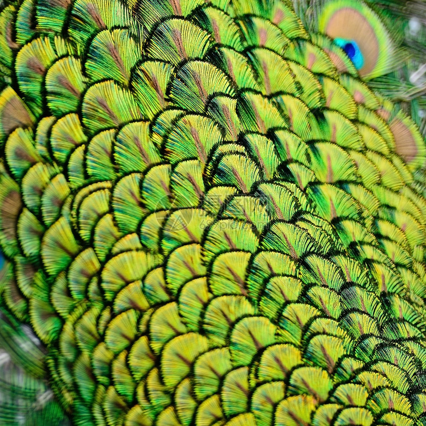 绿色孔雀羽毛动物宏观男性野生动物尾巴蓝色图片