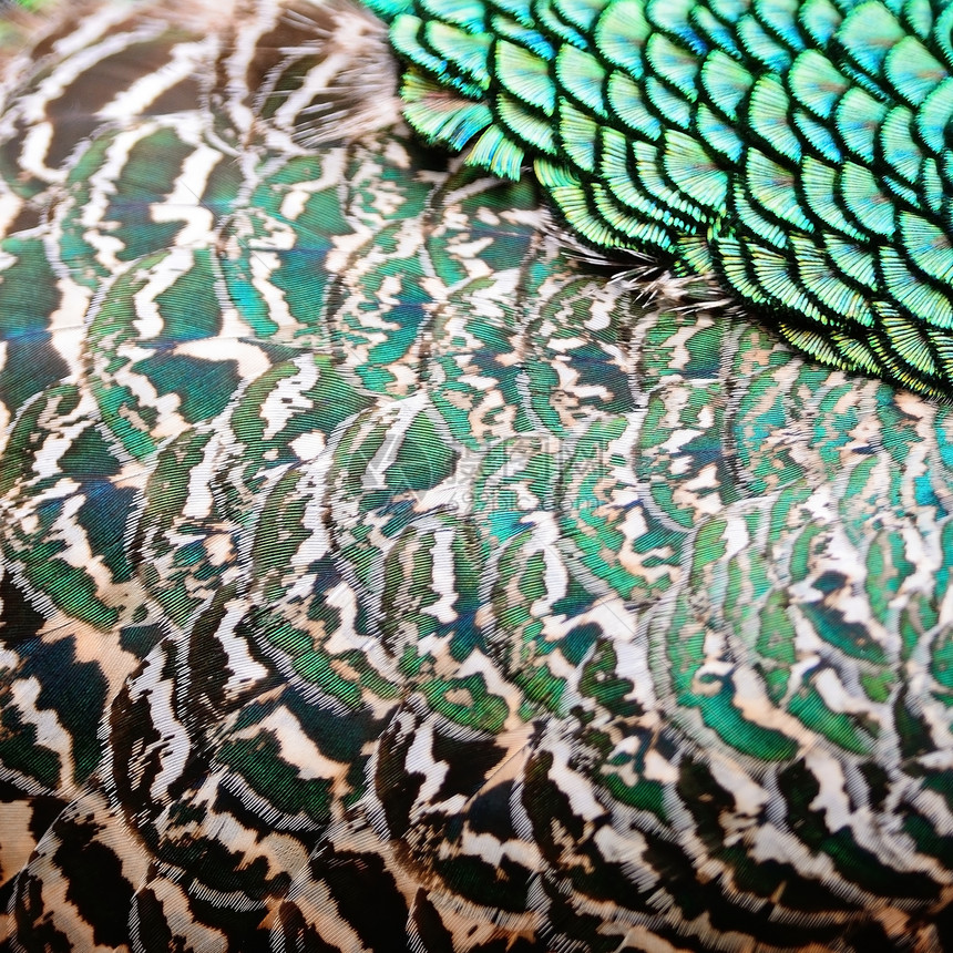 绿色孔雀羽毛男性动物尾巴宏观野生动物蓝色图片