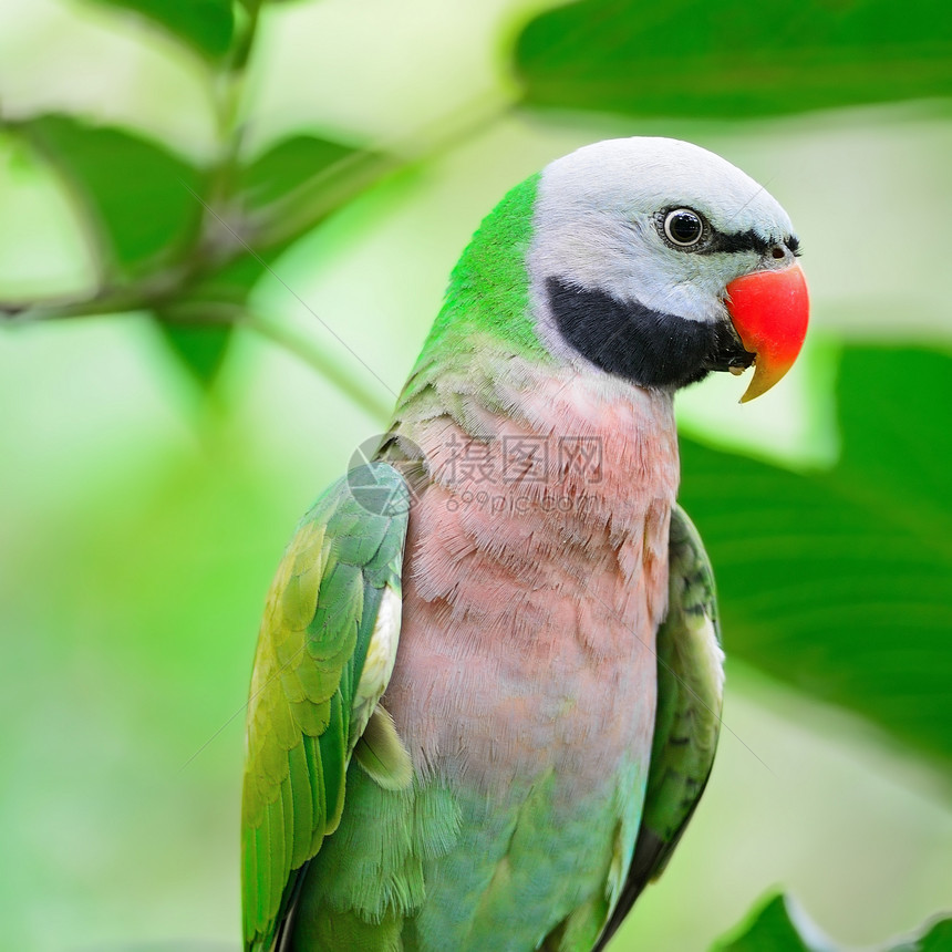 男性红胸红色热带荒野绿色鸟类丛林羽毛森林野生动物翅膀动物图片
