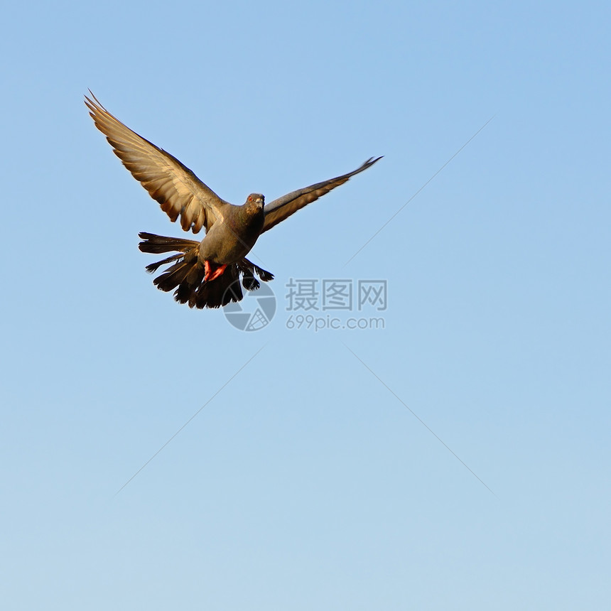 摇滚鸽航班翅膀荒野羽毛动物群白色岩石野生动物动物图片