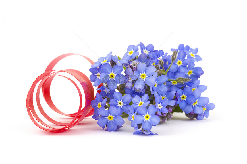 别忘了我 不要忘记我的鲜花花束野花花园园艺白色蓝色花瓣植物丝带生长图片