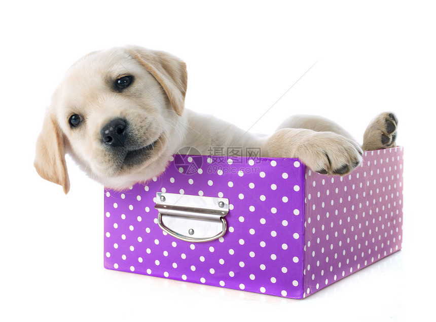 装在盒子中的小狗拉布拉多检索器工艺工作室棕色猎狗动物宠物棕褐色犬类猎犬图片