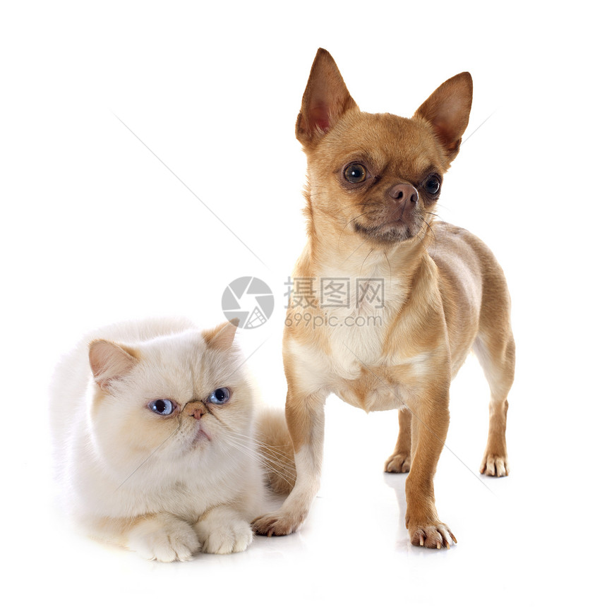 异国短发猫和吉华花短发朋友们动物女性白色宠物情调蓝色小猫眼睛图片