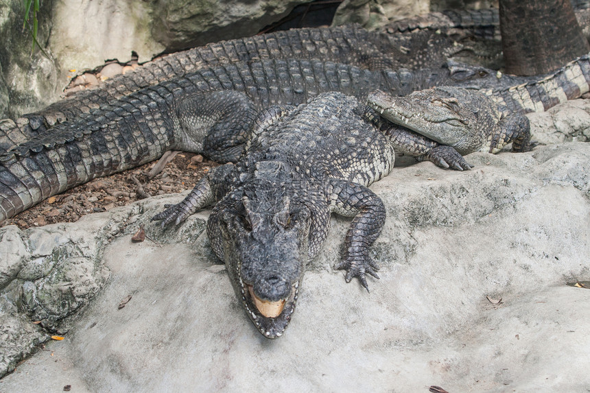 鳄鱼两栖动物热带团体食肉野生动物荒野爬虫猎人皮革动物园图片