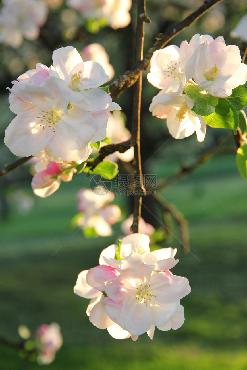 春天的苹果花植物学植物环境花瓣生长宏观花园香气季节芳香图片