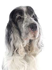 可卡犬猎狗宠物英语灰色工作室动物背景图片