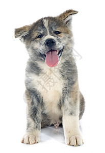 小狗秋田在棕色宠物动物女性工作室斑点灰色背景图片