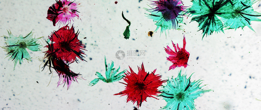 苹果显微图照片水果微图显微镜幻灯片科学光学美食细胞食物图片