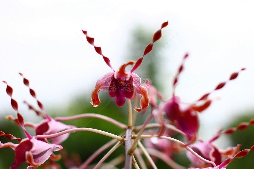 深粉红兰花森林热带雨林异国植物群公园植物热带情调图片