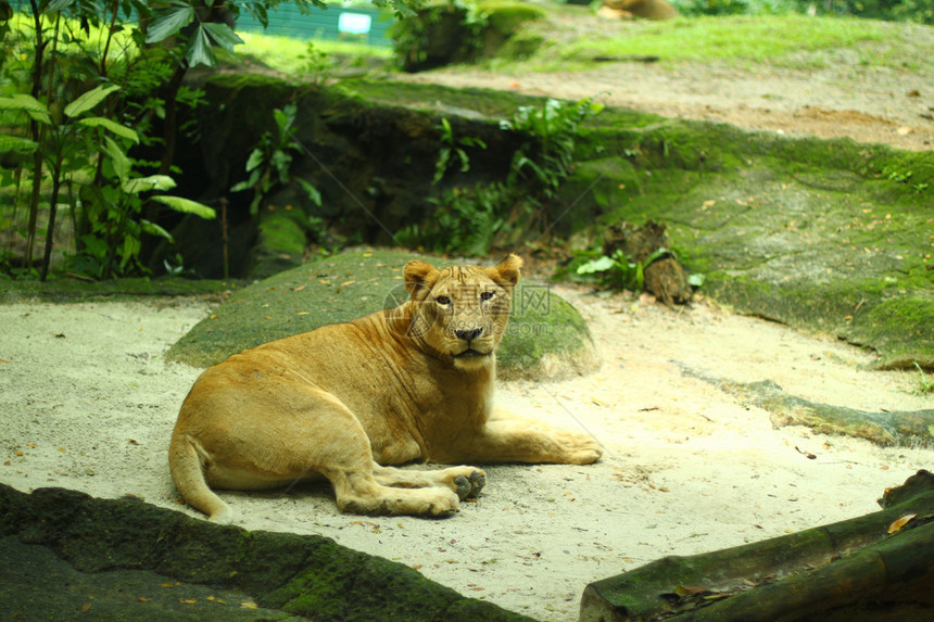 女狮子热带动物园雨林野生动物荒野丛林森林图片