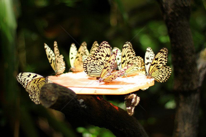 蝴蝶组动物园热带荒野野生动物森林图片