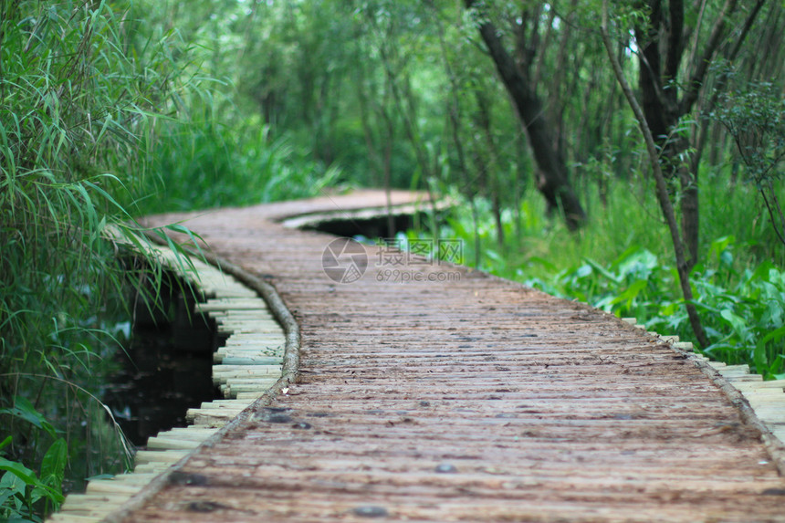 潮湿河岸的木桥 中国中州木头环境公园踪迹湿地旅行农村植物森林场景图片