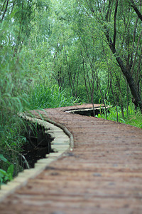 西溪潮湿河岸的木桥 中国中州旅行旅游热带季节植物娱乐森林环境国家公园背景