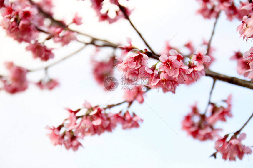 狂野喜马拉雅山樱桃植物天空季节花瓣公园木头樱花粉色图片