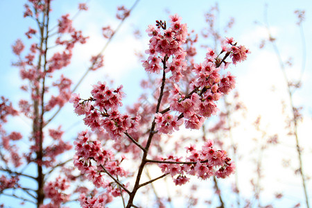 狂野喜马拉雅山樱桃木头樱花植物天空花瓣公园季节粉色高清图片