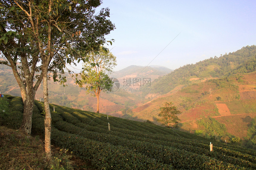 风景视图 茶叶种植园场地叶子土地场景爬坡旅行季节农田植物农村图片