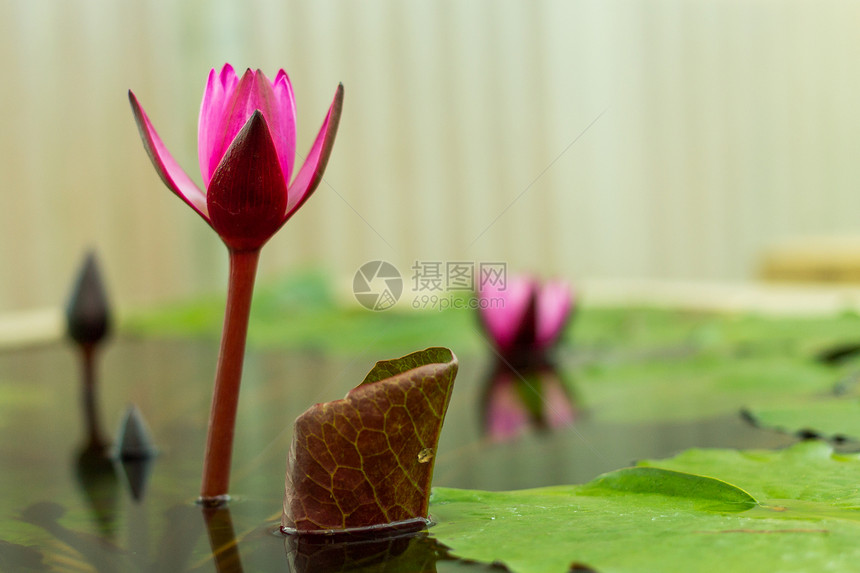 花朵中的莲花粉色绿色池塘漂浮环境花园百合植物植物群叶子图片