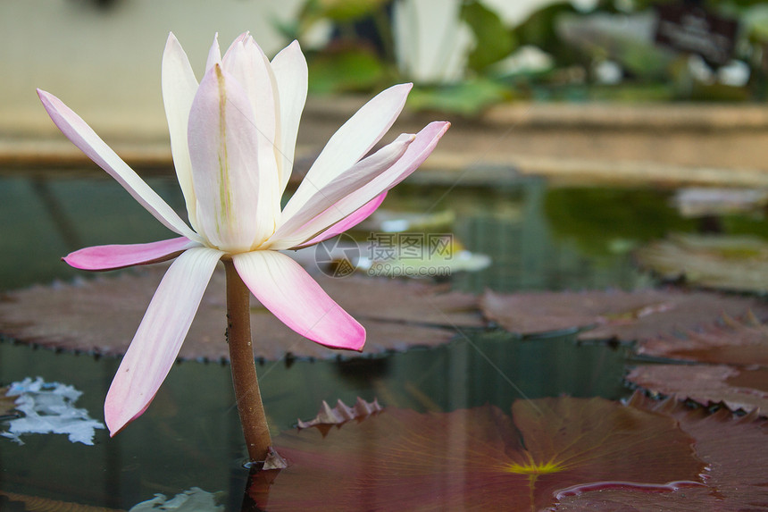 花朵中的莲花百合环境绿色植物群池塘植物叶子花园漂浮粉色图片