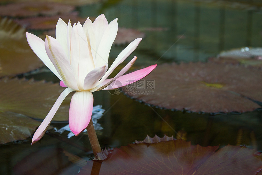 花朵中的莲花花园环境池塘绿色粉色百合漂浮植物植物群叶子图片