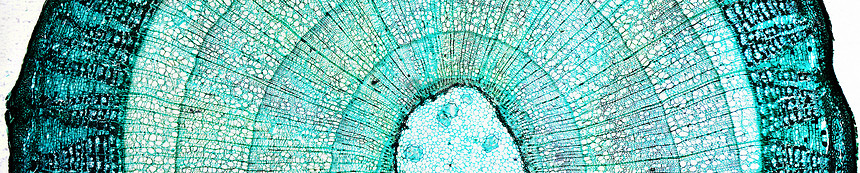 松木显微图光学摄影实验室幻灯片细胞细胞核宏观科学木头光显微图片