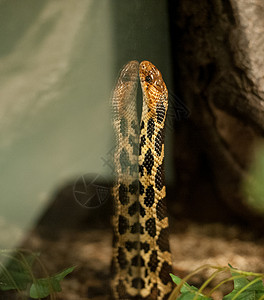 蛇黄色背景图片