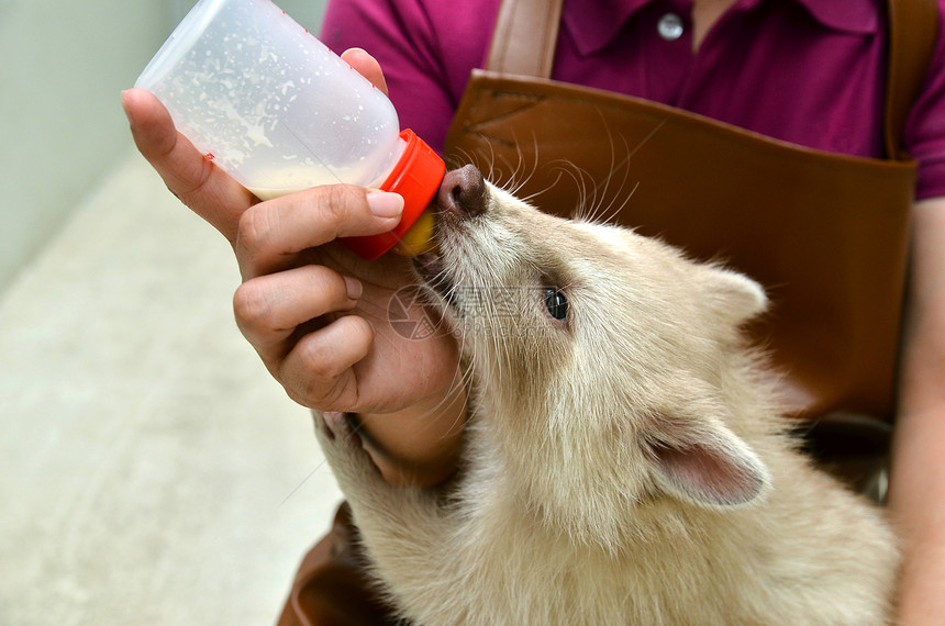 动物饲养员喂养婴儿白化虫浣熊脊椎动物荒野饥饿哺乳动物毛皮牛奶工作室白色食肉女士图片