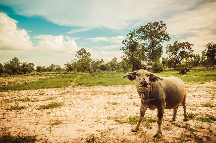 泰国水牛黑色动物肌肉哺乳动物喇叭农场文化工作收成野生动物图片
