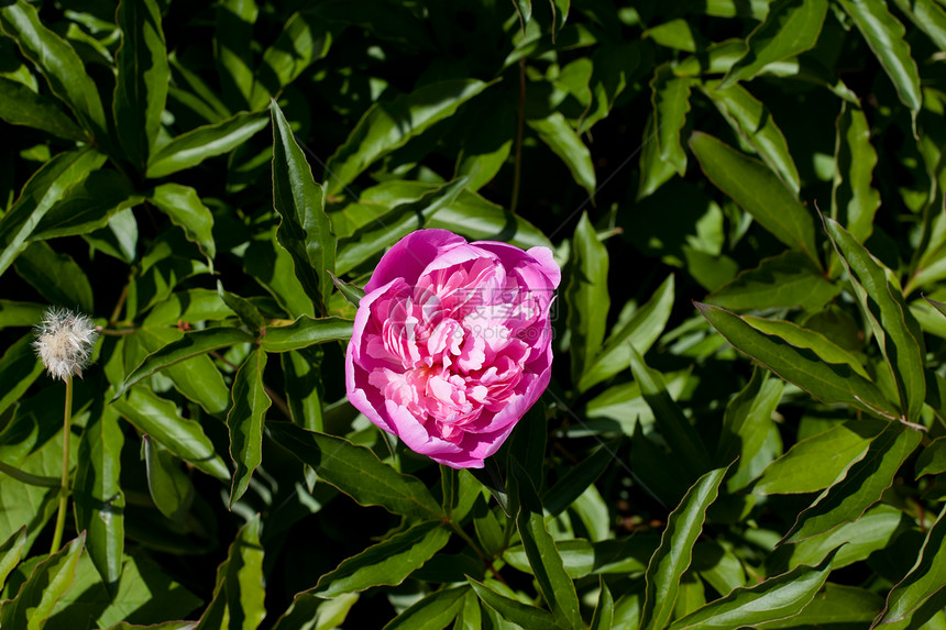 粉红小马晴天植被绿色花园阳光植物群花期植物水平粉色图片