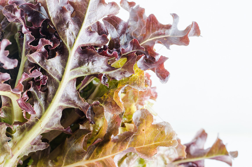 红橡沙拉叶子蔬菜白色宏观生产活力营养食物图片