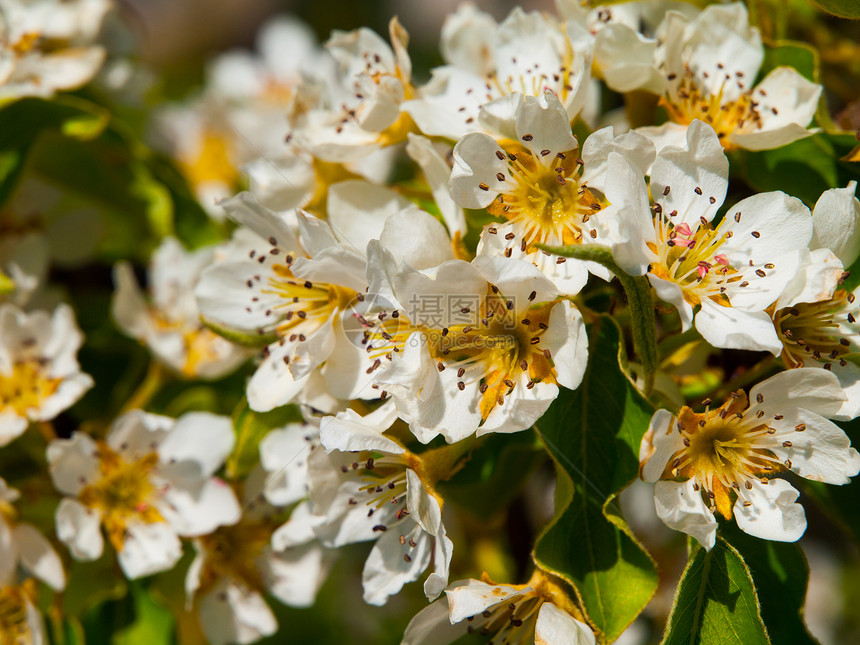樱桃树开花植物学季节叶子花园植物绿色晴天植物群花粉樱花图片