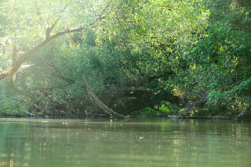 森林河现场全景环境叶子苔藓沼泽场景反射木头蓝色流动图片