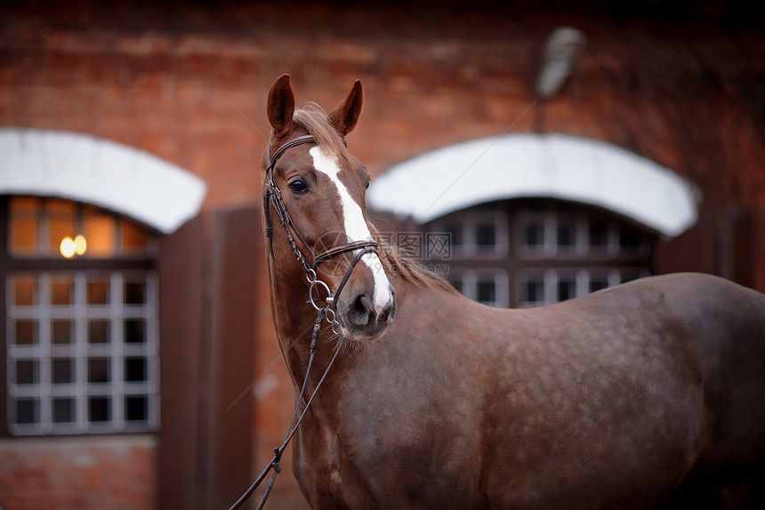 红马的肖像友谊毛皮运动骑术马背家畜荒野宠物眼睛农场图片
