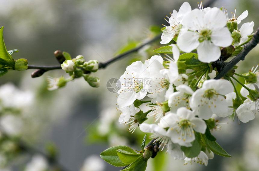 樱桃花在自然背景上紧闭植物学植物太阳园艺叶子晴天水果天空生长环境图片