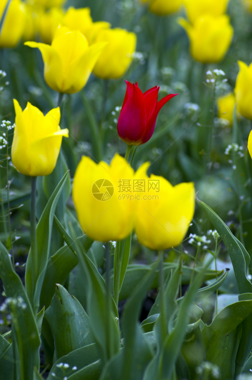 带有郁金花的春季背景植物群叶子天空公园念日太阳阳光花瓣植物花店图片
