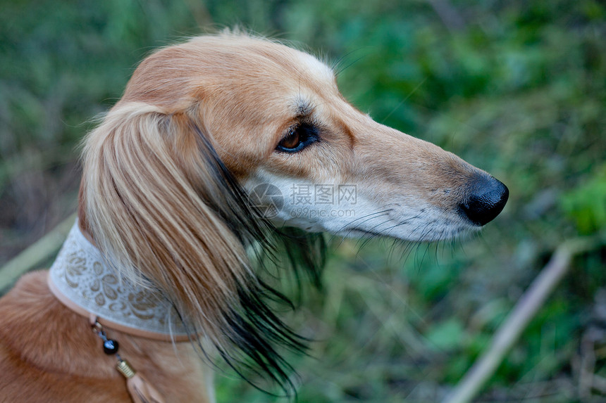 棕色沙露树肖像食肉白色衣领动物猎犬宠物黑色绿色水平图片