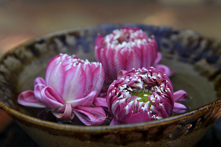 莲花碗粉红莲治疗香水花瓣福利绣球花植物紫色奢华温泉柔软度背景