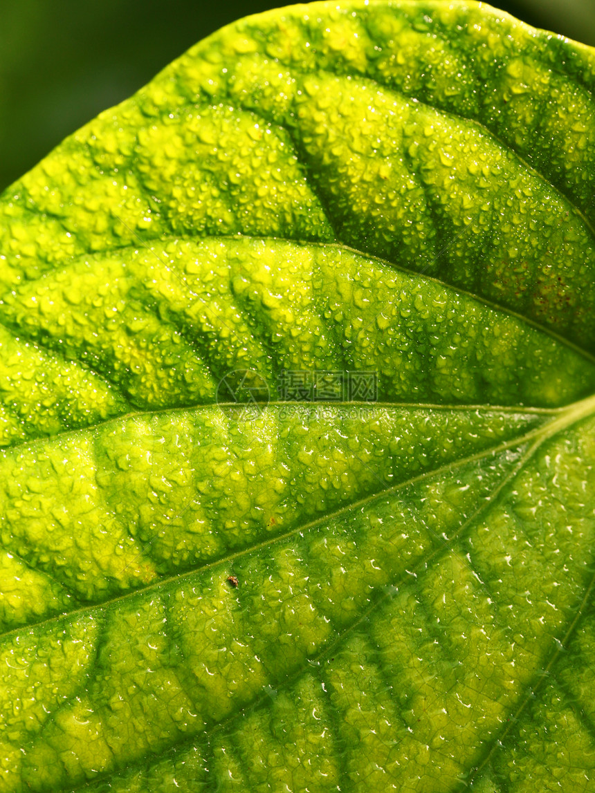 绿叶叶生活细胞气候生物学季节植物生态绿色植物植物学活力图片