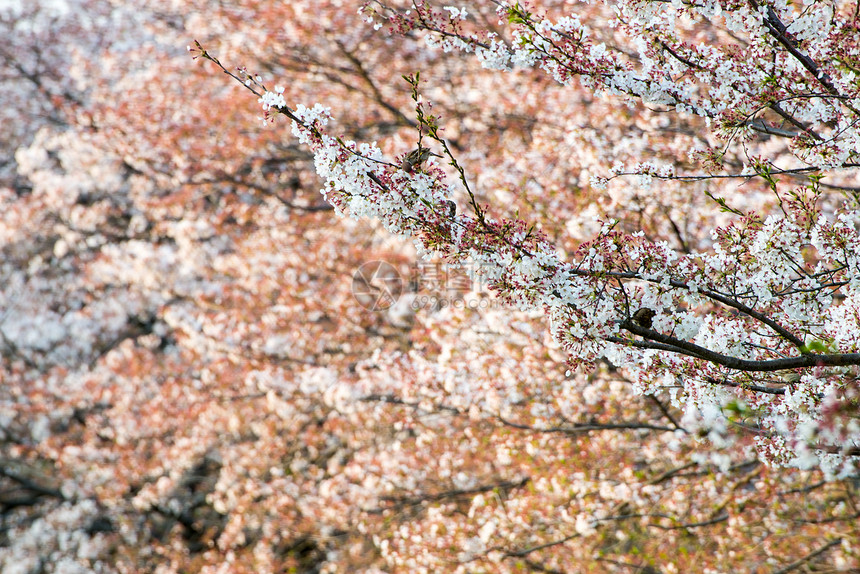 樱花Sakura和日本花园中的鸟公园阳光照射枝条时间季节蓝色植物花园季节性晴天图片