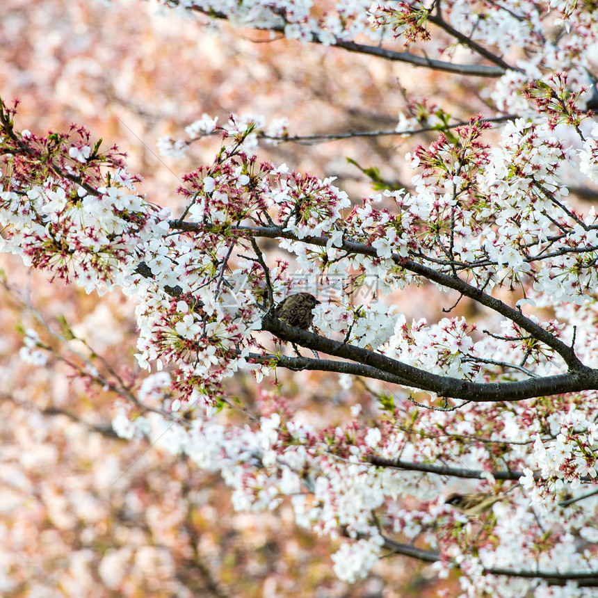 樱花Sakura和日本花园中的鸟阳光照射白色晴天季节天空枝条蓝色花园公园树叶图片