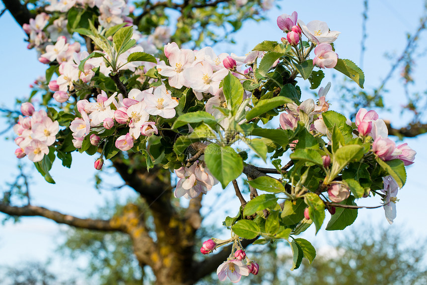 苹果花植物群园艺花园花瓣生活季节天空环境植物叶子图片
