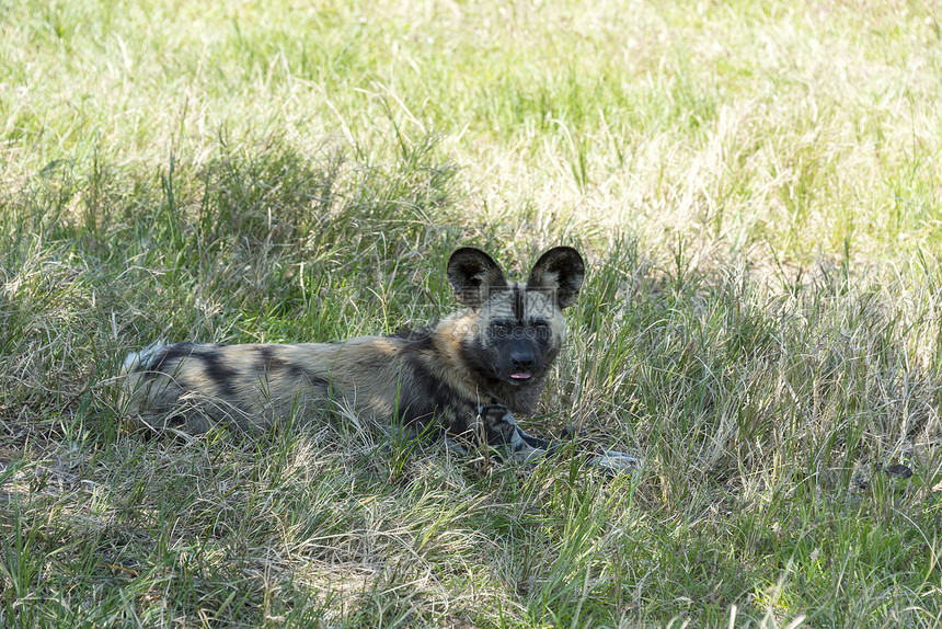 非洲野狗森林耳朵公园食肉捕食者哺乳动物动物群犬类鬣狗生态图片