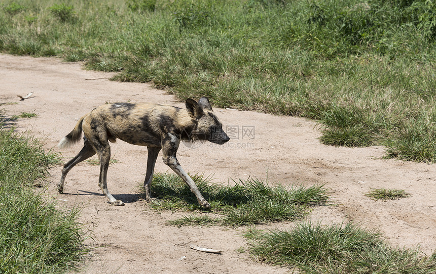 非洲野狗犬类猎人毛皮哺乳动物荒野野生动物头发动物群动物捕食者图片