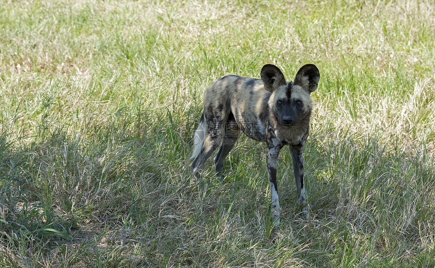 非洲野狗清道夫狐狸森林野生动物捕食者猎人生物动物群哺乳动物耳朵图片